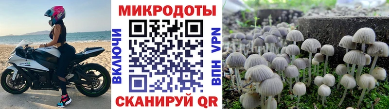 где можно купить наркотик  Курлово  Псилоцибиновые грибы Cubensis 